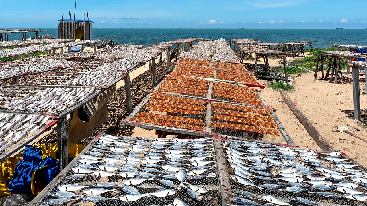 Negombo Fish Market (Lellama)