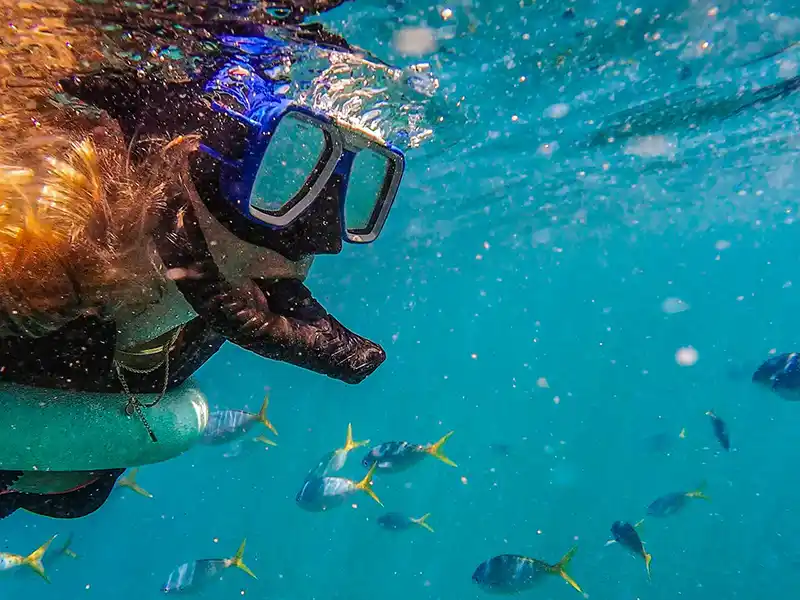 Snorkeling in Trincomalee