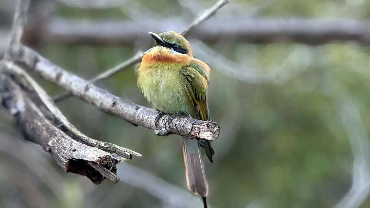 Birdwatching in Yala National Park, Sri Lanka