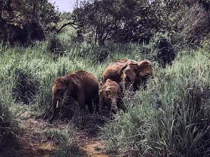 Wild elephants at Hurulu Eco Park, Sri Lanka
