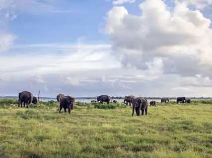 Jeep safari at Kaudulla National Park, Sri Lanka