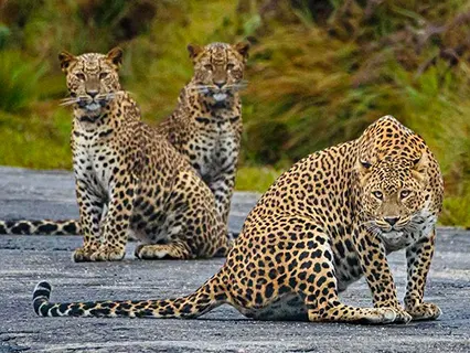 Nuwara Eliya to Yala activities — Day 8 of Leopard Safari