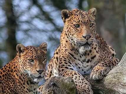 Yala activities — Day 10 of Leopard Safari