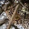 Luxury Wildlife Experience