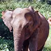 Elephant Gathering Safari