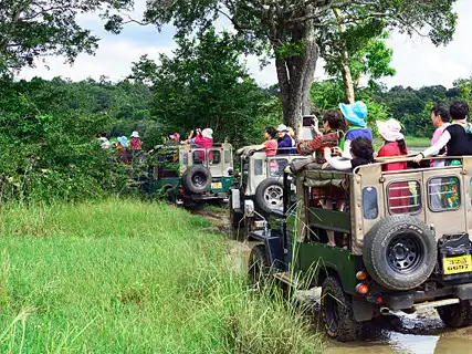 Jeep safari to spot wild elephants at Minneriya National Park, Sri Lanka
