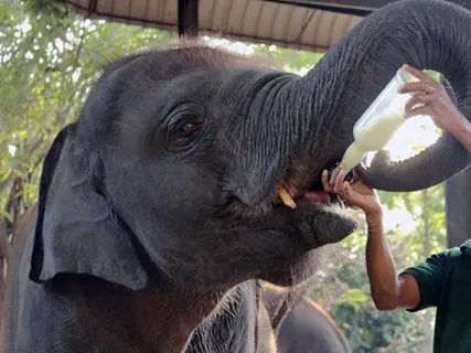 Elephants at Pinnawala Elephant Orphanage, Sri Lanka