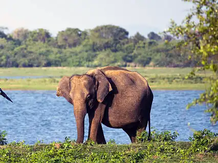 Wild elephants at Udawalawe National Park, Sri Lanka