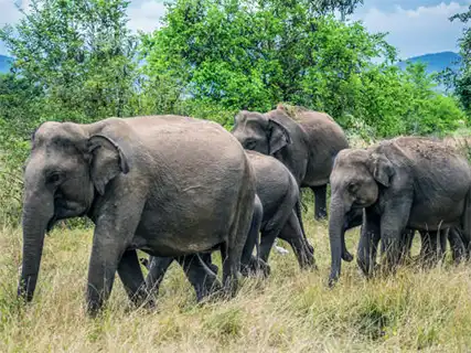 Wildlife at Wasgamuwa National Park, Sri Lanka