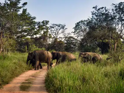 Safari at Wasgamuwa National Park, Sri Lanka